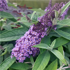 Buddleia 'Candy Lila Sweetheart'